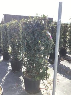 Olijfwilg Als Leivorm (Elaeagnus Ebbingei) -Tuinplantenwinkel elaeagnus ebbingei leivorm c45