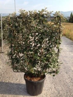 Olijfwilg Als Leivorm (Elaeagnus Ebbingei) -Tuinplantenwinkel elaeagnus ebbingei leivorm c45 1