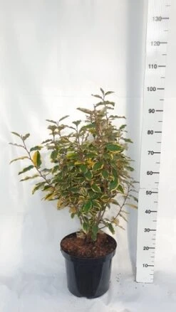 Olijfwilg (Elaeagnus Ebbingei 'Viveleg') -Tuinplantenwinkel elaeagnus ebbingei viveleg week 4 2021 1600x1200 1 2 1