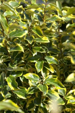 Bontbladige Olijfwilg Als Boom (Elaeagnus Ebbingei 'Gilt Edge') -Tuinplantenwinkel elaeagnusgiltedgev01