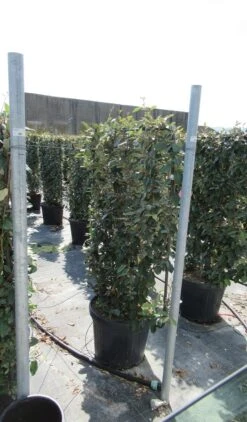 Olijfwilg Als Leivorm (Elaeagnus Ebbingei) -Tuinplantenwinkel eleagnus 80x110 leivorm