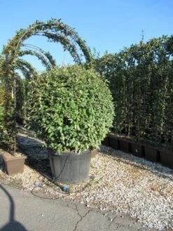 Olijfwilg Als Bol (Elaeagnus Ebbingei 'Compacta') -Tuinplantenwinkel eleagnus ebbingei bol 110 cm 3