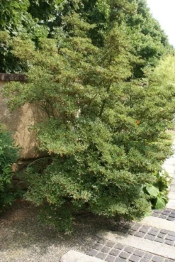 Pronkklokje (Enkianthus Campanulatus) -Tuinplantenwinkel enkianthus campanulatus 1