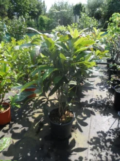 Japanse Mispel Als Boom (Eriobotrya Japonica) -Tuinplantenwinkel eriobotrya japonica 80 100 125 c35