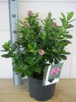Escallonia (Escallonia 'Pink Elle') 10 Escallonia (Escallonia 'Pink Elle') -Tuinplantenwinkel escallonia pink elle c5 6 9 2018