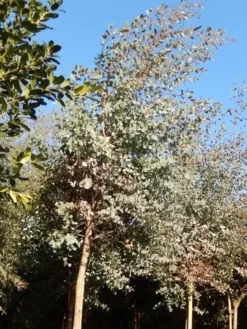 Eucalyptus Als Boom (Eucalyptus Gunnii) -Tuinplantenwinkel eucalypthus gunii 10 12 2