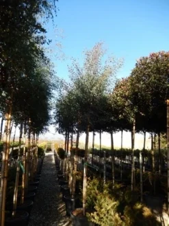 Eucalyptus Als Boom (Eucalyptus Gunnii) -Tuinplantenwinkel eucalyptus gunnii 12 14 2