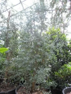 Winterharde Gomboom (Eucalyptus Gunnii) -Tuinplantenwinkel eucalyptus gunnii struikvorm c500