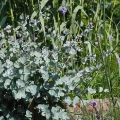Eucalyptus Als Boom (Eucalyptus Gunnii) -Tuinplantenwinkel eugunnii 8