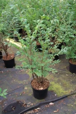 Kardinaalshoed (Euonymus Alatus) -Tuinplantenwinkel euonymus alatus 1