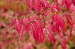 Kardinaalshoed (Euonymus Alatus) -Tuinplantenwinkel euonymus alatus 2 1 1