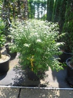 Kardinaalshoed (Euonymus Alatus 'Compactus') -Tuinplantenwinkel euonymus alatus compactus 80 100 c18