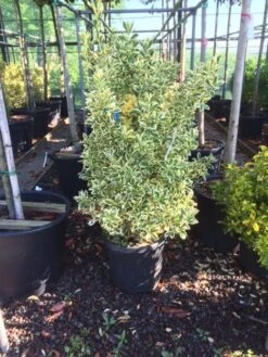 Kardinaalshoed (Euonymus Japonicus 'Bravo') -Tuinplantenwinkel euonymus japonica bravo 80100 1