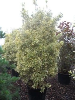 Kardinaalshoed (Euonymus Japonicus 'Bravo') -Tuinplantenwinkel euonymus japonicus bravo 200 250 c150 1