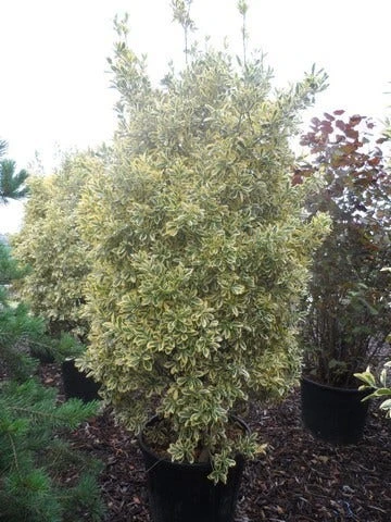 Kardinaalshoed (Euonymus Japonicus 'Bravo') 5 Kardinaalshoed (Euonymus Japonicus 'Bravo') - Afbeelding 5
