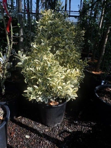 Kardinaalshoed (Euonymus Japonicus 'Bravo') 3 Kardinaalshoed (Euonymus Japonicus 'Bravo') - Afbeelding 3