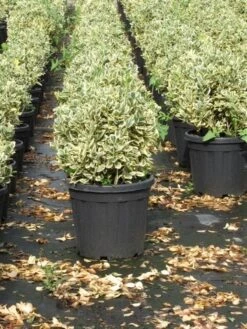 Kardinaalshoed Als Bol (Euonymus Japonicus 'Bravo') -Tuinplantenwinkel euonymus japonicus bravo 1 1