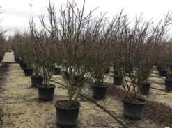 Meerstammige Kardinaalshoed (Euonymus Alatus) -Tuinplantenwinkel euonymusalatusmeerstam 1