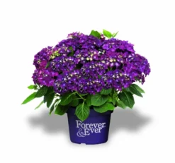 Hortensia Paars (Hydrangea 'Forever&Ever') -Tuinplantenwinkel f e packshot purple rgb