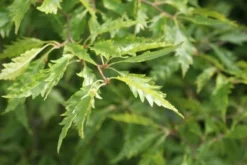 Varenbeuk (Fagus Syvatica 'Asplenifolia' ) -Tuinplantenwinkel fagus syl. aspleniifolia 1