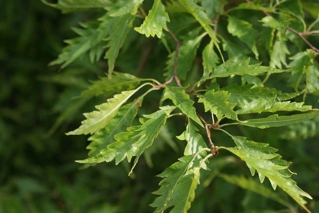 Varenbeuk (Fagus Syvatica 'Asplenifolia' ) 4 Varenbeuk (Fagus Syvatica 'Asplenifolia' ) - Afbeelding 4