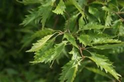 Varenbeuk (Fagus Syvatica 'Asplenifolia' ) -Tuinplantenwinkel fagus syl. aspleniifolia 2
