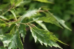 Varenbeuk (Fagus Syvatica 'Asplenifolia' ) -Tuinplantenwinkel fagus syl. aspleniifolia 3