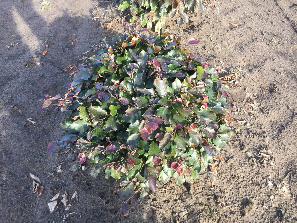 Rode Beuk Als Bolvorm (Fagus Sylvatica 'Atropunicea') - Afbeelding 2