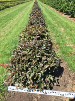 Rode Beuk Als Bolvorm (Fagus Sylvatica 'Atropunicea') -Tuinplantenwinkel fagus syl. atropunicea 60 cm breed platte bol drkl
