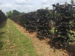 Rode Beukenhaag Als Haagelement (Fagus Sylvatica 'Atropunicea') -Tuinplantenwinkel fagus sylv. atropunicea h125x50x50cm