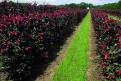 Rode Beukenhaag Als Haagelement (Fagus Sylvatica 'Atropunicea') -Tuinplantenwinkel fagus sylv.atropunicea