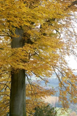 Beukenboom (Fagus Sylvatica) -Tuinplantenwinkel fagus sylvatica02 1