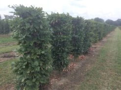 Beukenhaag Als Haagelement (Fagus Sylvatica) 23 Beukenhaag Als Haagelement (Fagus Sylvatica) -Tuinplantenwinkel fagus sylvatica 120 x 50 x 50 cm drkl haagelement