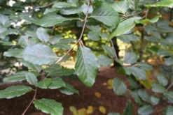 Beukenboom (Fagus Sylvatica) -Tuinplantenwinkel fagus sylvatica 1 1