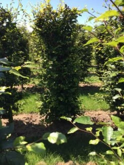 Beukenhaag Als Haagelement (Fagus Sylvatica) 27 Beukenhaag Als Haagelement (Fagus Sylvatica) -Tuinplantenwinkel fagus sylvatica 200 x 50 x 50 cm drkl haagelement