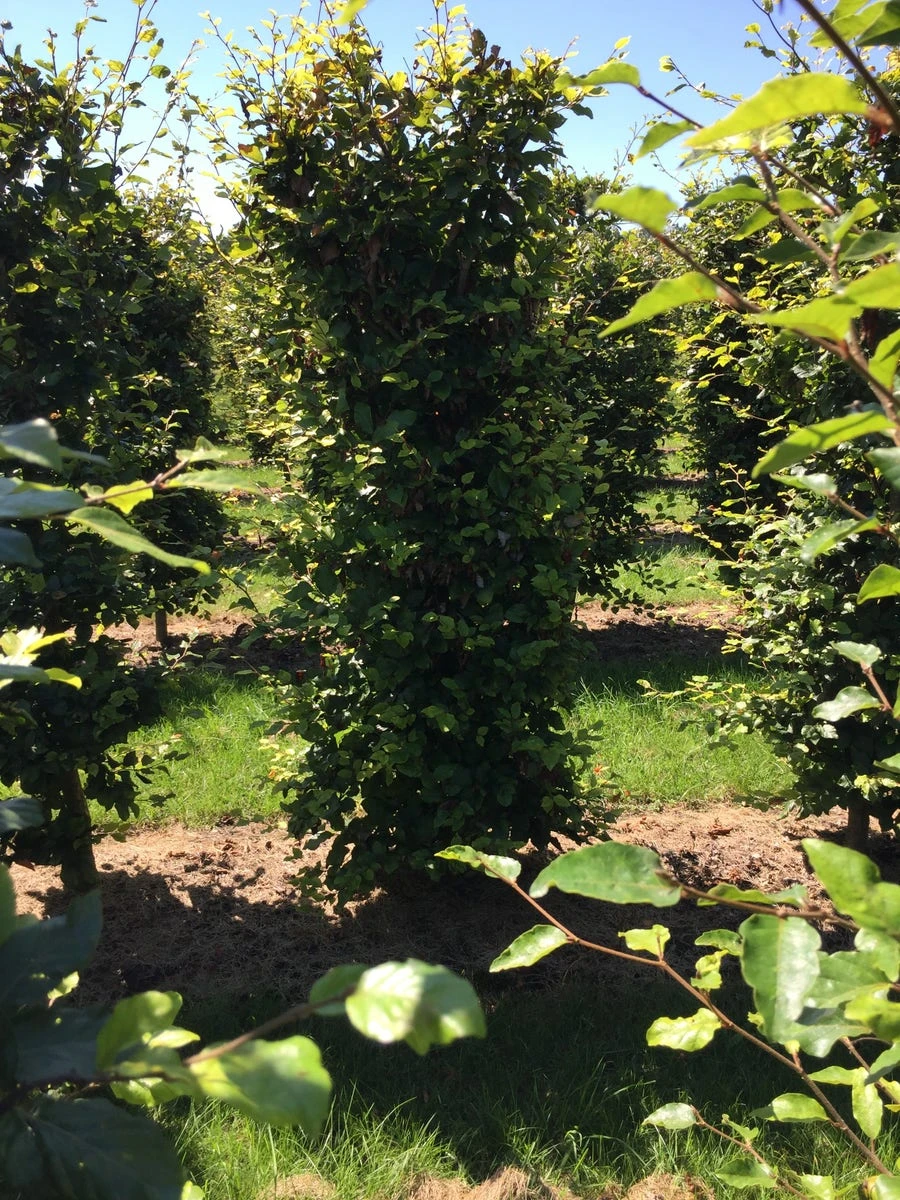 Beukenhaag Als Haagelement (Fagus Sylvatica) 14 Beukenhaag Als Haagelement (Fagus Sylvatica) - Afbeelding 14