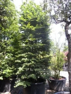 Beukenboom (Fagus Sylvatica) -Tuinplantenwinkel fagus sylvatica 300 350 c500 zuil 1