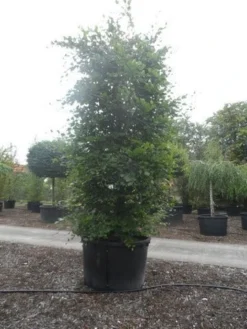 Beukenboom (Fagus Sylvatica) -Tuinplantenwinkel fagus sylvatica 300 350 c750 zuil 1