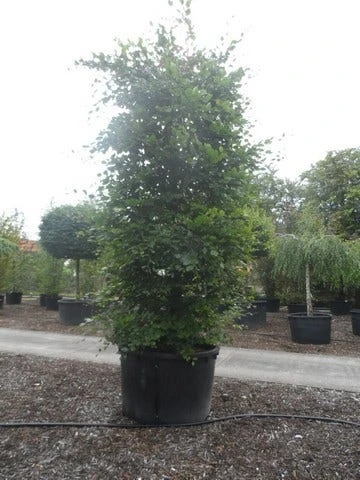 Beukenboom (Fagus Sylvatica) 10 Beukenboom (Fagus Sylvatica) - Afbeelding 10