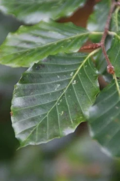 Beukenboom (Fagus Sylvatica) -Tuinplantenwinkel fagus sylvatica 5 1