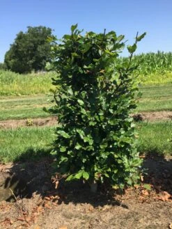 Beukenhaag Als Haagelement (Fagus Sylvatica) 18 Beukenhaag Als Haagelement (Fagus Sylvatica) -Tuinplantenwinkel fagus sylvatica 80 x 50 x 50 cm drkl haagelement