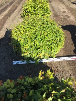 Beuk Als Bolvorm (Fagus Sylvatica) 13 Beuk Als Bolvorm (Fagus Sylvatica) -Tuinplantenwinkel fagus sylvatica 90 cm breed platte bol drkl 2