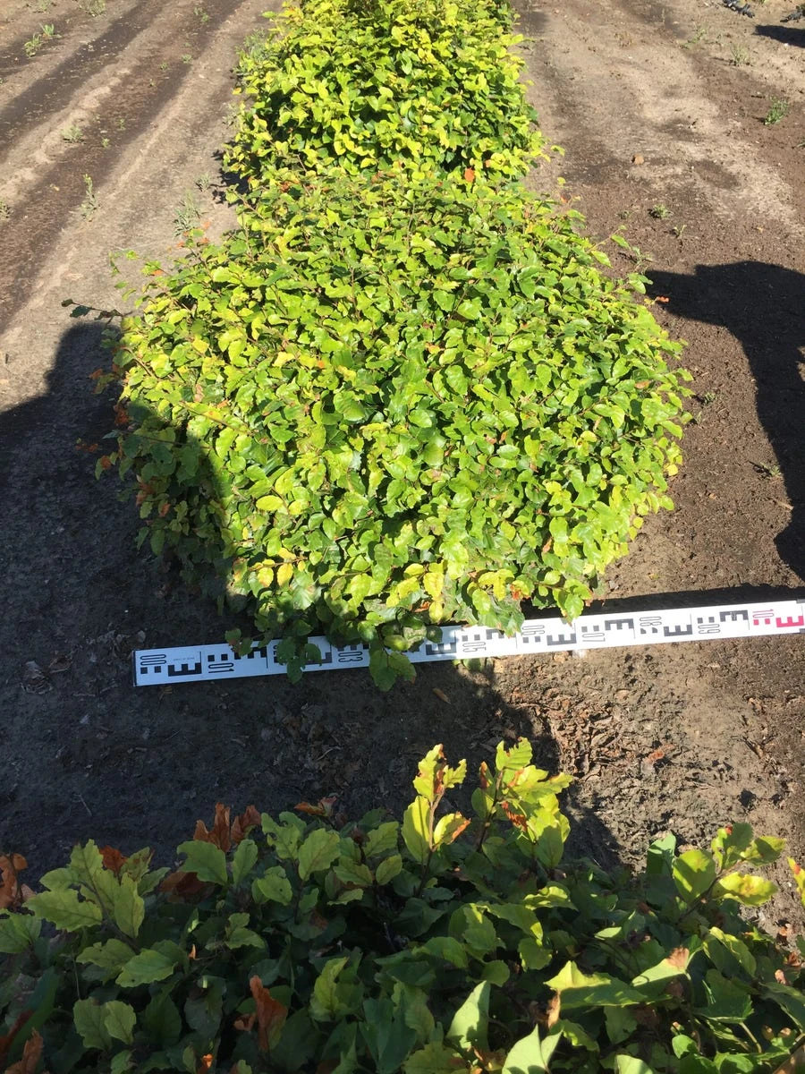 Beuk Als Bolvorm (Fagus Sylvatica) 6 Beuk Als Bolvorm (Fagus Sylvatica) - Afbeelding 6