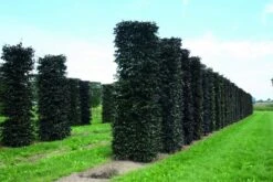 Rode Beukenhaag Als Haagelement (Fagus Sylvatica 'Atropunicea') -Tuinplantenwinkel fagus sylvatica atropunicea