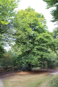 Beukenboom (Fagus Sylvatica) -Tuinplantenwinkel fagus sylvatica beukenboom 3 1