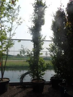 Zuilbeuk (Fagus Sylvatica 'Dawyck') -Tuinplantenwinkel fagus sylvatica dawijck 350 400 450 c130