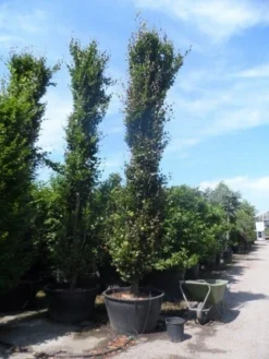 Zuilbeuk (Fagus Sylvatica 'Dawyck') -Tuinplantenwinkel fagus sylvatica dawijck 500 600 700 c500