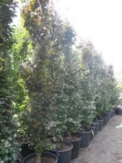 Rode Zuilbeuk (Fagus Sylvatica 'Dawyck Purple') -Tuinplantenwinkel fagus sylvatica dawijck purple 350 400 450 c130