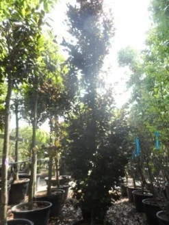 Rode Zuilbeuk (Fagus Sylvatica 'Dawyck Purple') -Tuinplantenwinkel fagus sylvatica dawijck purple 450 500 c160