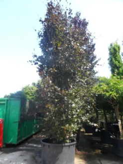 Rode Zuilbeuk (Fagus Sylvatica 'Dawyck Purple') -Tuinplantenwinkel fagus sylvatica dawijck purple 500 600 c1000